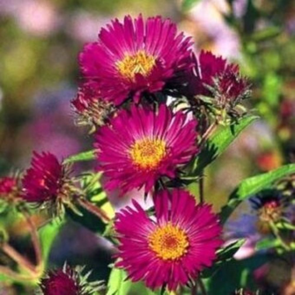 10 Aster Novae Angliae September Ruby Seeds For Planting | www.seedsplantworld.com