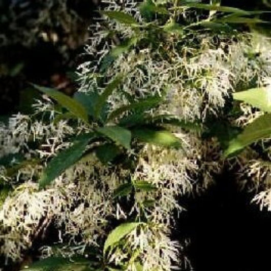 10 Chionanthus Virginiana White Fringe Tree Seeds For Planting | www.seedsplantworld.com