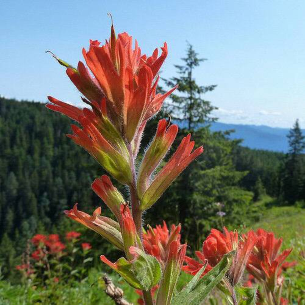 340 Indian Paintbrush Rare Flower Seeds | www.seedsplantworld.com