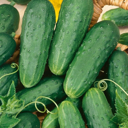 30 Homemade Pickles Cucumber NON-GMO Heirloom Fruit Seeds | www.seedsplantworld.com