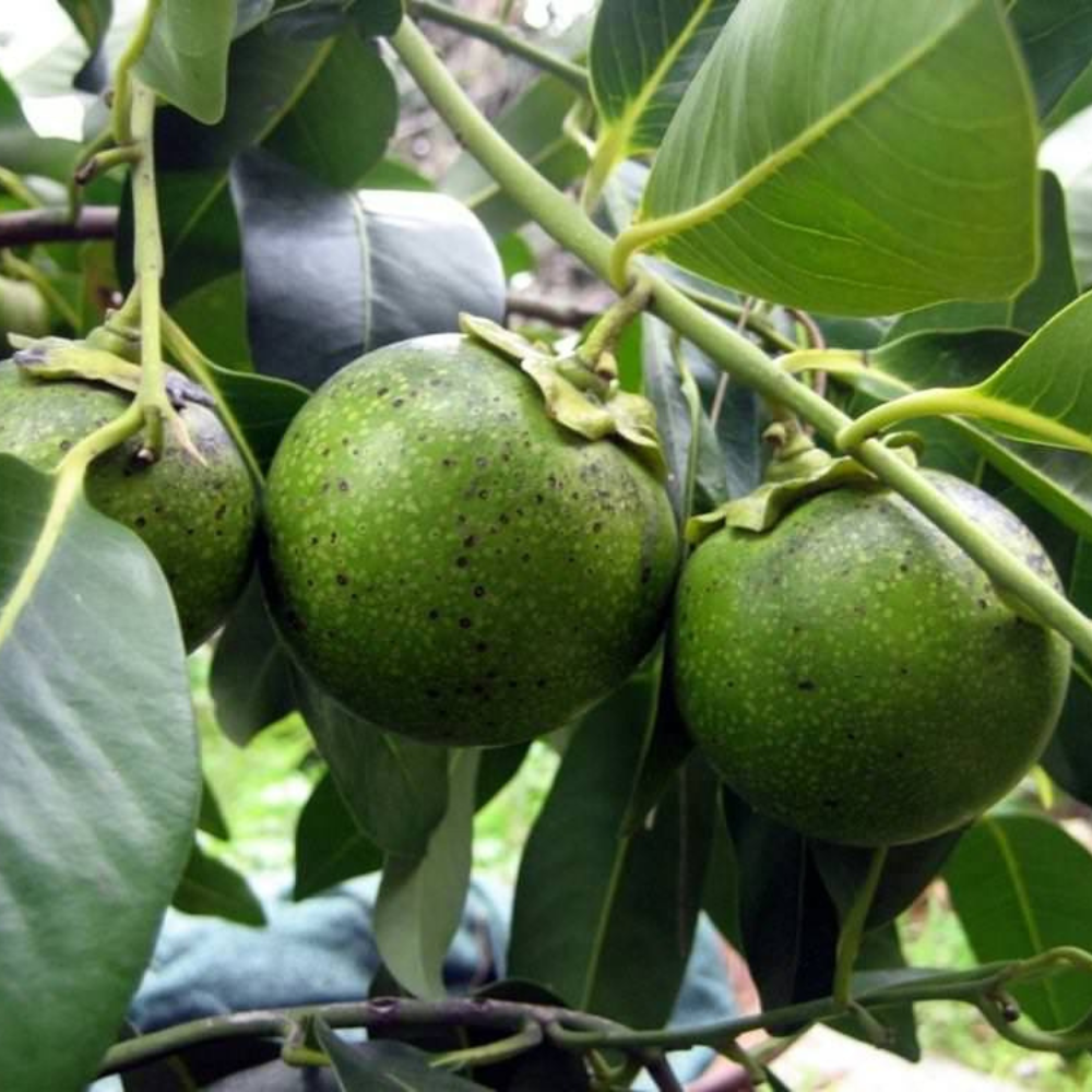 Black Sapote (Bernecker) Tropical Fruit Tree