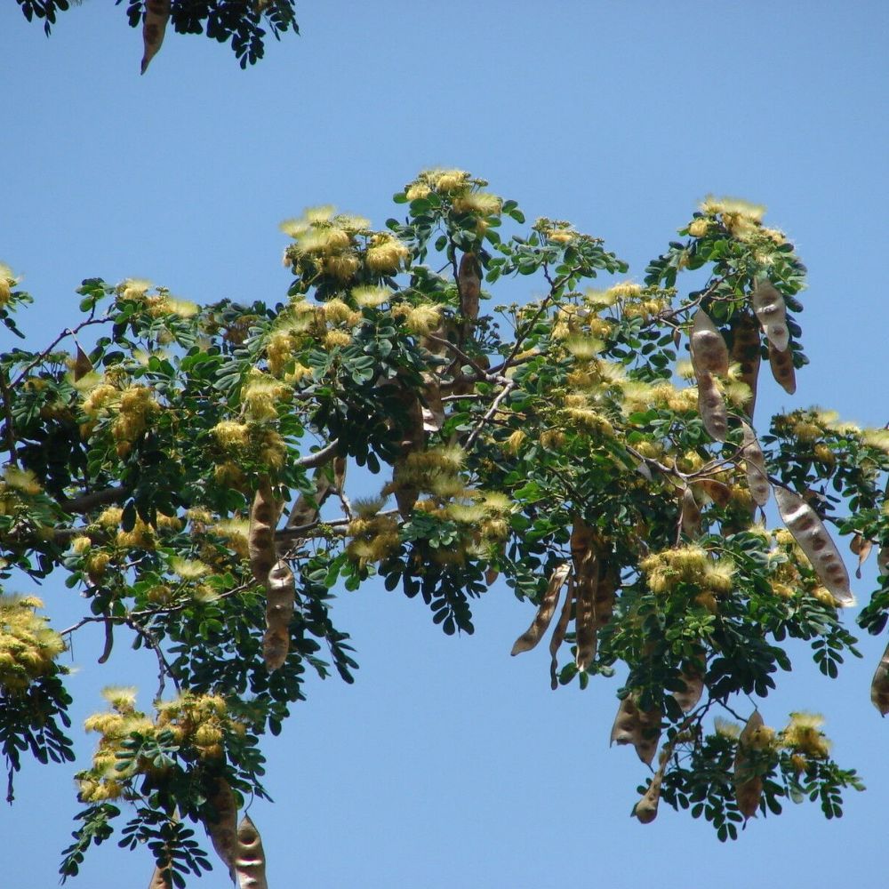 5 Albizia Lebbeck Womans Tongue Tree Seeds For Planting | www.seedsplantworld.com