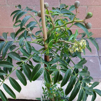 Spondias Dulcis (June Plums) Tropical Fruit Tree (4 Feet Height)