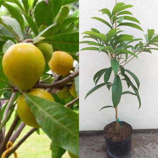 Bruce canistel (Eggfruit) Tropical Fruit Tree | www.seedsplantworld.com