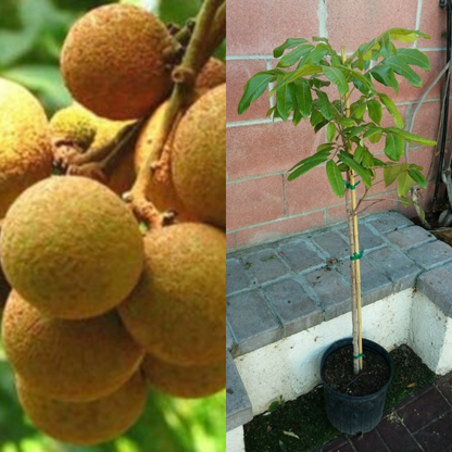 Longan Fruit Tree ( Kohala) Tropical Fruit Tree
 | www.seedsplantworld.com