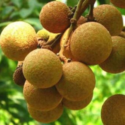 Longan Fruit Tree ( Kohala) Tropical Fruit Tree