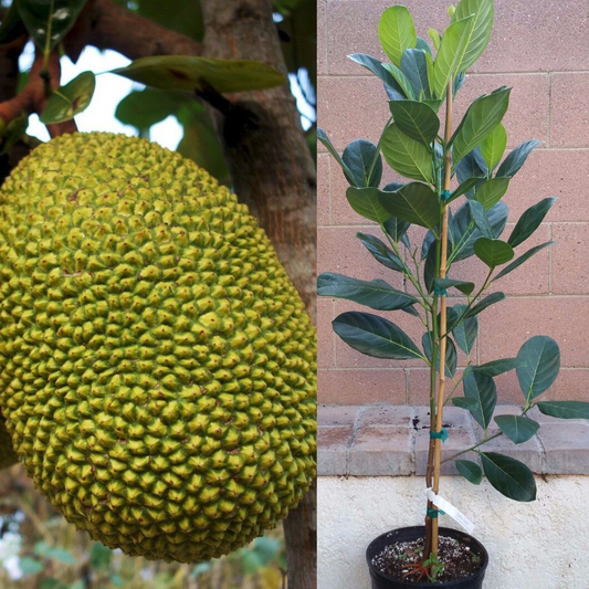 Jackfruit (Gold Nugget) Tropical Fruit Tree | www.seedsplantworld.com