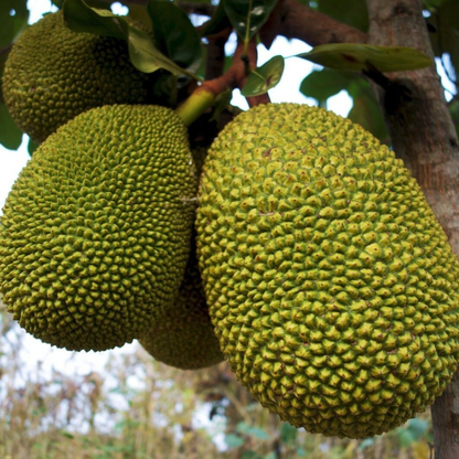 Jackfruit (Gold Nugget) Tropical Fruit Tree