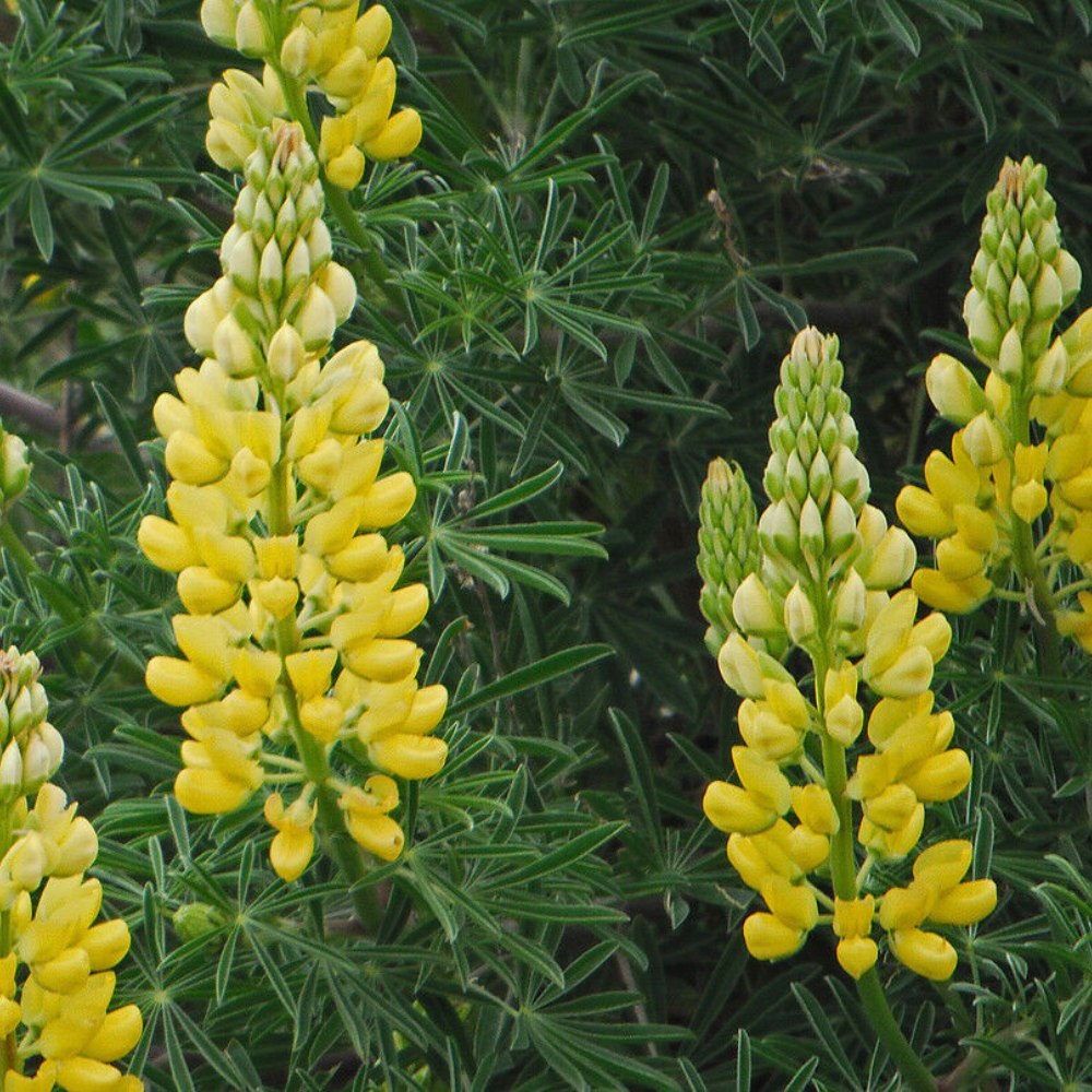 125 Yellow Lupine Lupinus densiflorus Aureus Flowers Seeds | www.seedsplantworld.com