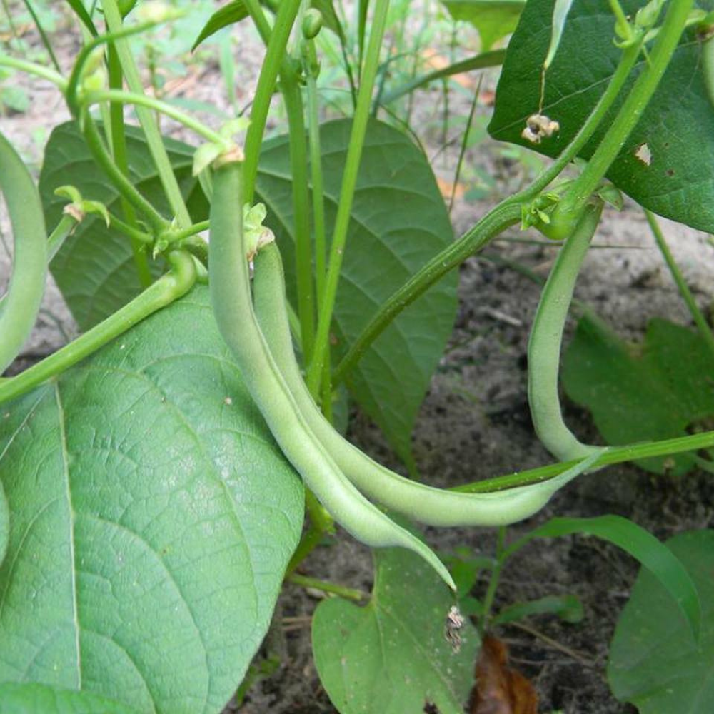 120 Contender Bush Green Bean NON-GMO Early Harvest Stringless Vegetable Seeds | www.seedsplantworld.com