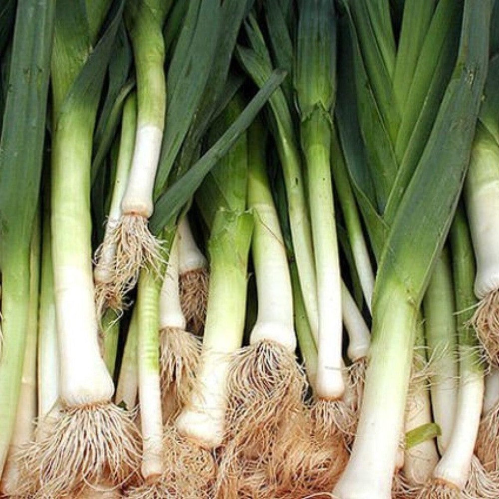 250 American Flag Leek Broad London NON-GMO Vegetable Seeds | www.seedsplantworld.com