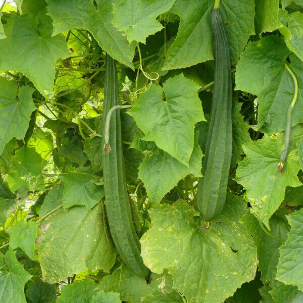 10 Luffa Sponge Gourd Vegetable Sponge Dishcloth Gourd NON-GMO Fruit Seeds | www.seedsplantworld.com