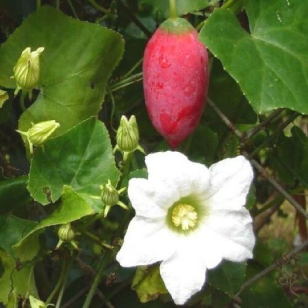 5 Coccinia Grandis Ivy Gourd Seeds For Planting | www.seedsplantworld.com