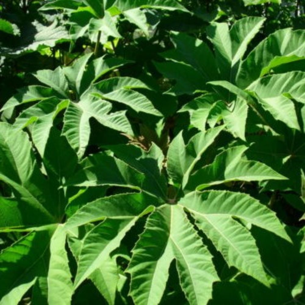 5 Tetrapanax Papyrifera Steroidal Giant Seeds For Planting | www.seedsplantworld.com