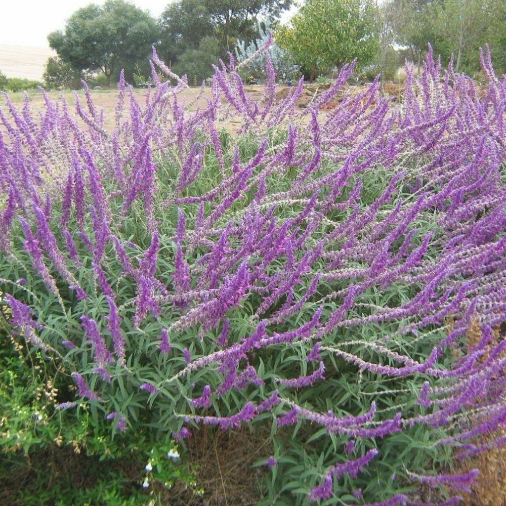 10 Salvia Leucantha Mexican Bush Sage Seeds For Planting | www.seedsplantworld.com