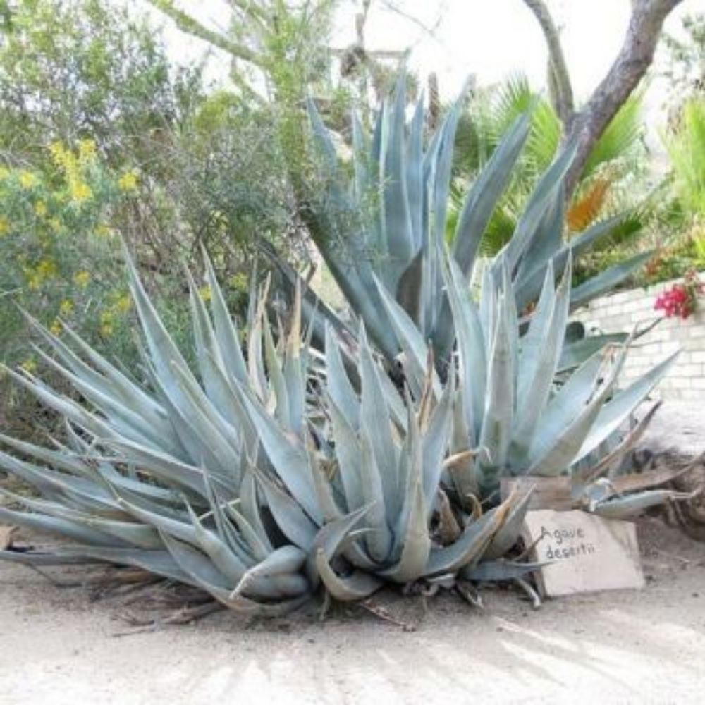 5 Agave Desertii Hardy Agave Seeds For Planting | www.seedsplantworld.com