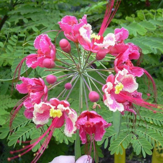 5 Caesalpinia Pulcherrima Pink Bird Of Paradise Shrub Seeds For Planting | www.seedsplantworld.com