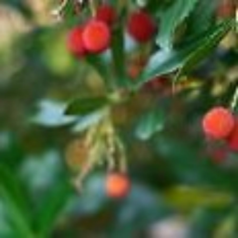 5 Arbutus Unedo Strawberry Tree Seeds For Planting | www.seedsplantworld.com