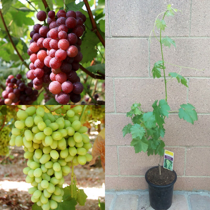 2 Seedless Grape Vine (Red Flame and Thompson) Fruit Trees | www.seedsplantworld.com