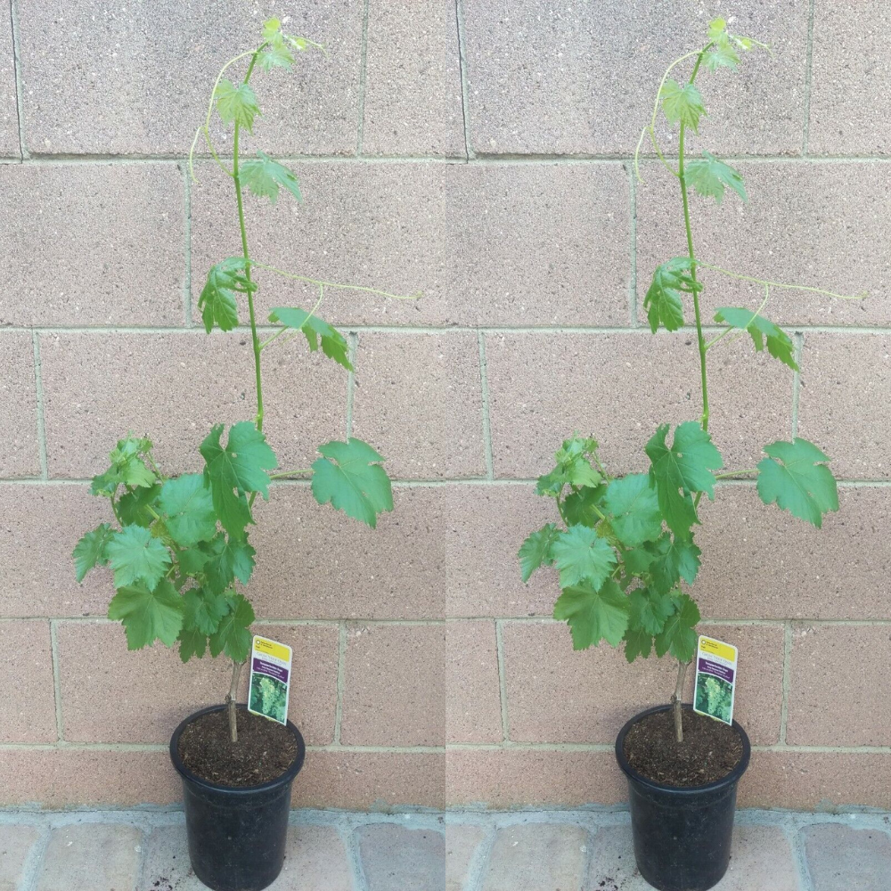 2 Seedless Grape Vine (Red Flame and Thompson) Fruit Trees