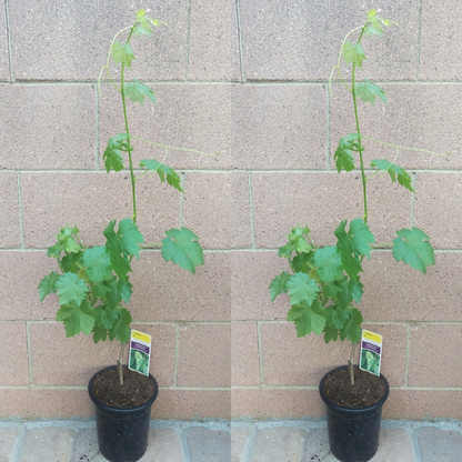 2 Seedless Grape Vine (Red Flame and Thompson) Fruit Trees