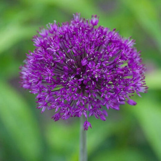 5 Allium Aflatunense Purple Sensation Seeds For Planting | www.seedsplantworld.com