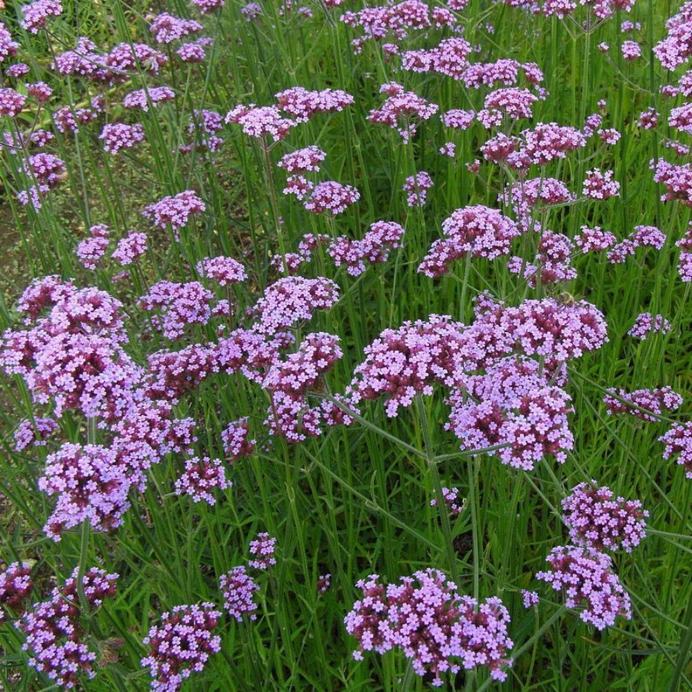 10 Verbena Bonariensis Tall Verbena Seeds For Planting | www.seedsplantworld.com