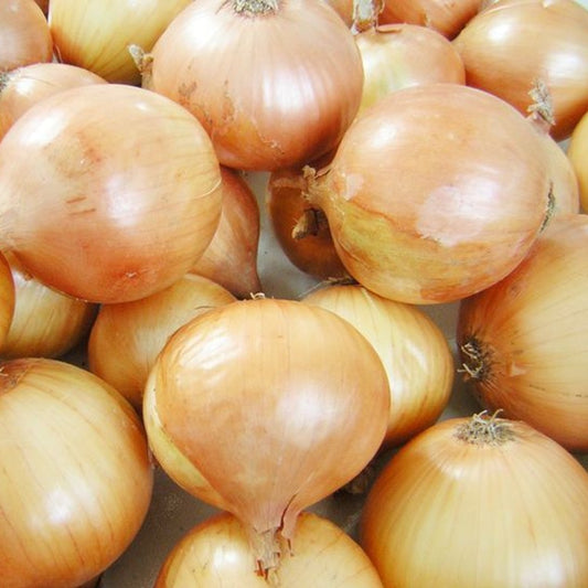 250 Texas Grano 502 Onion NON-GMO Early Grano Vegetable Seeds | www.seedsplantworld.com