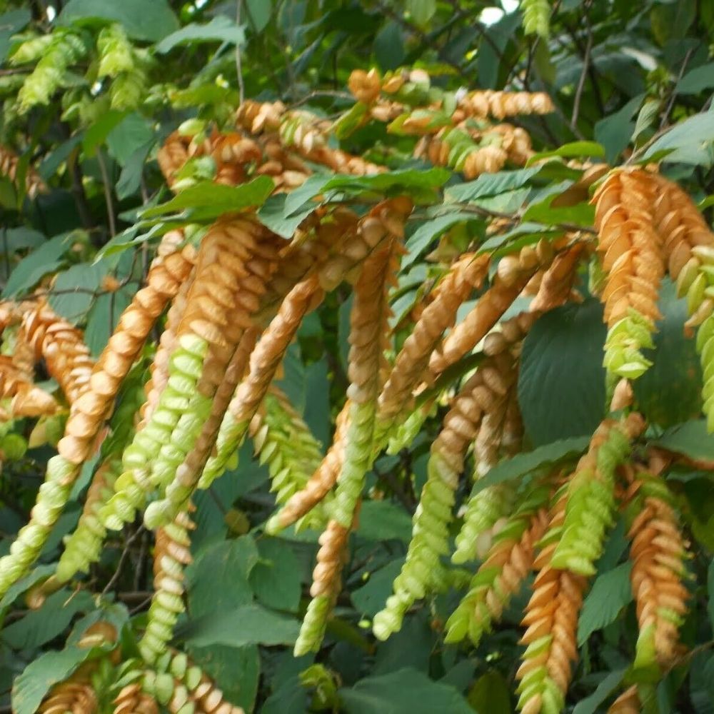 5 Flemingia Strobilifera Luck Plant Or Wild Hops Seeds For Planting | www.seedsplantworld.com