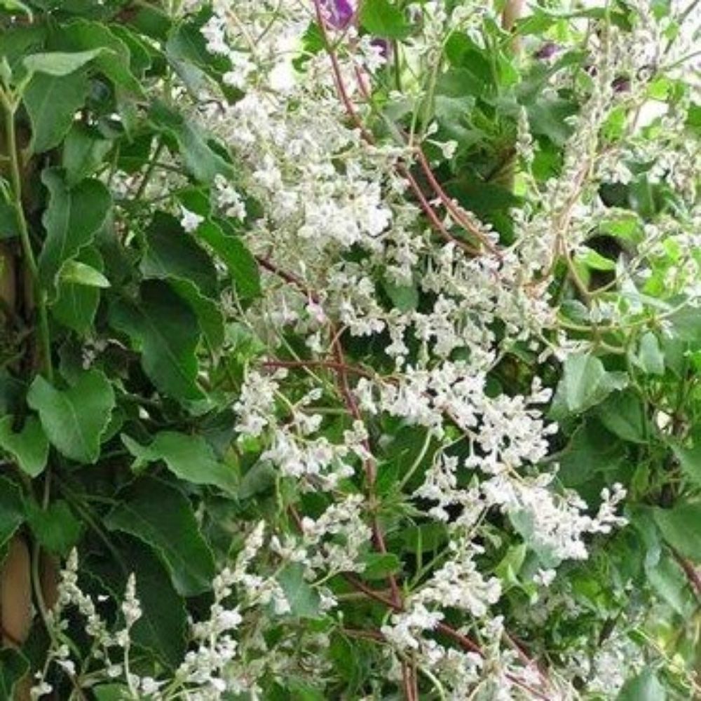 5 Polygonum Aubertii Silverlace Vine Seeds For Planting | www.seedsplantworld.com