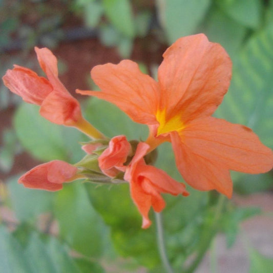 5 Crossandra Infundibuliformis Orange Marmalade Seeds For Planting | www.seedsplantworld.com