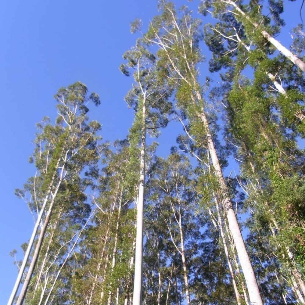 10 Eucalyptus Grandis Rose Gum Seeds For Planting | www.seedsplantworld.com