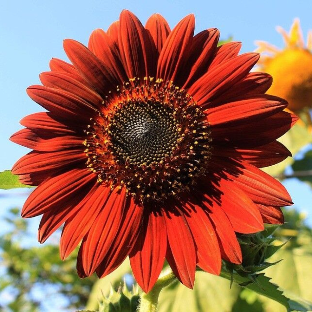 125 Velvet Queen Sunflower Red Orange With Black Center Flowers Seeds | www.seedsplantworld.com