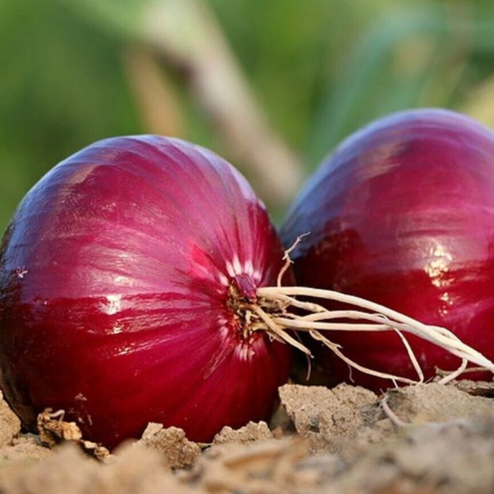 250 Red Burgundy Onion Allium Cepa NON-GMO Heirloom Vegetable Seeds | www.seedsplantworld.com