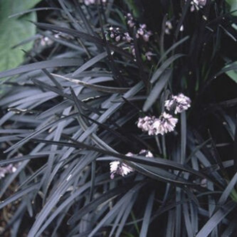 5 Ophiopogon Planiscapus Nigrescens Black Mondo Grass Seeds For Planting | www.seedsplantworld.com