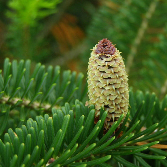 5 Abies Fraseri Fraser Fir Tree Seeds For Planting | www.seedsplantworld.com