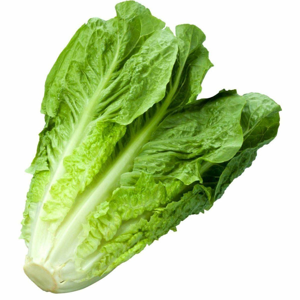 1200 Romaine Lettuce Non-GMO Vegetable Seeds | www.seedsplantworld.com