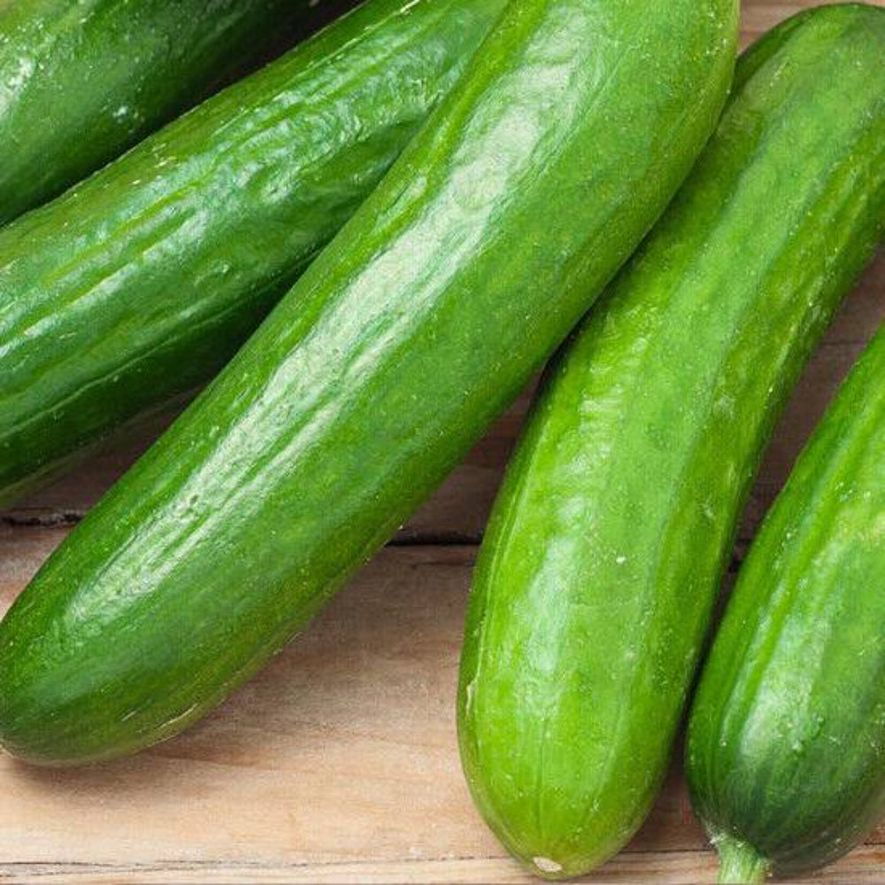 50 Spacemaster Cucumber Non-GMO Vegetable Seeds | www.seedsplantworld.com