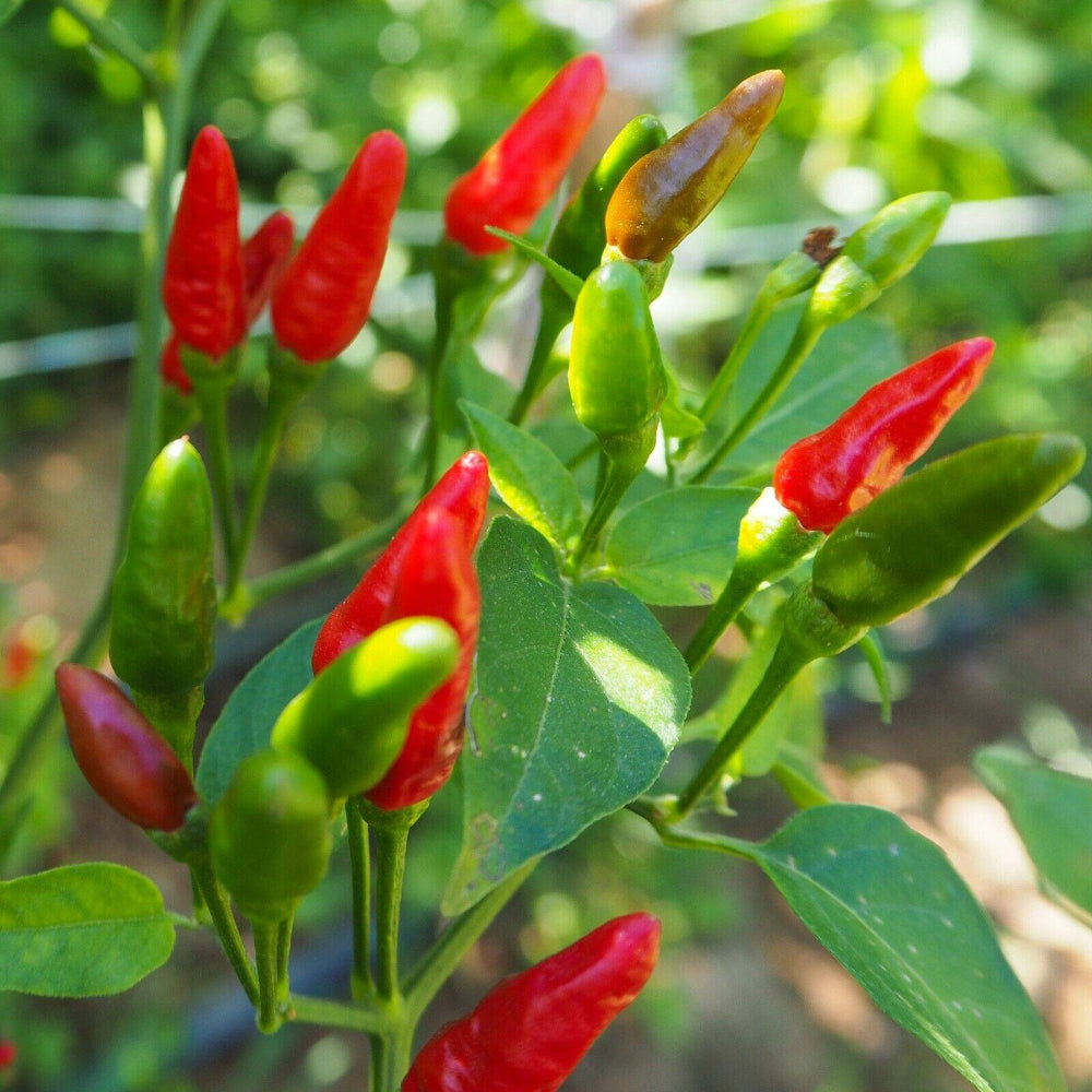 40 Birdseye Chili Pepper Hot Vegetable Seeds | www.seedsplantworld.com