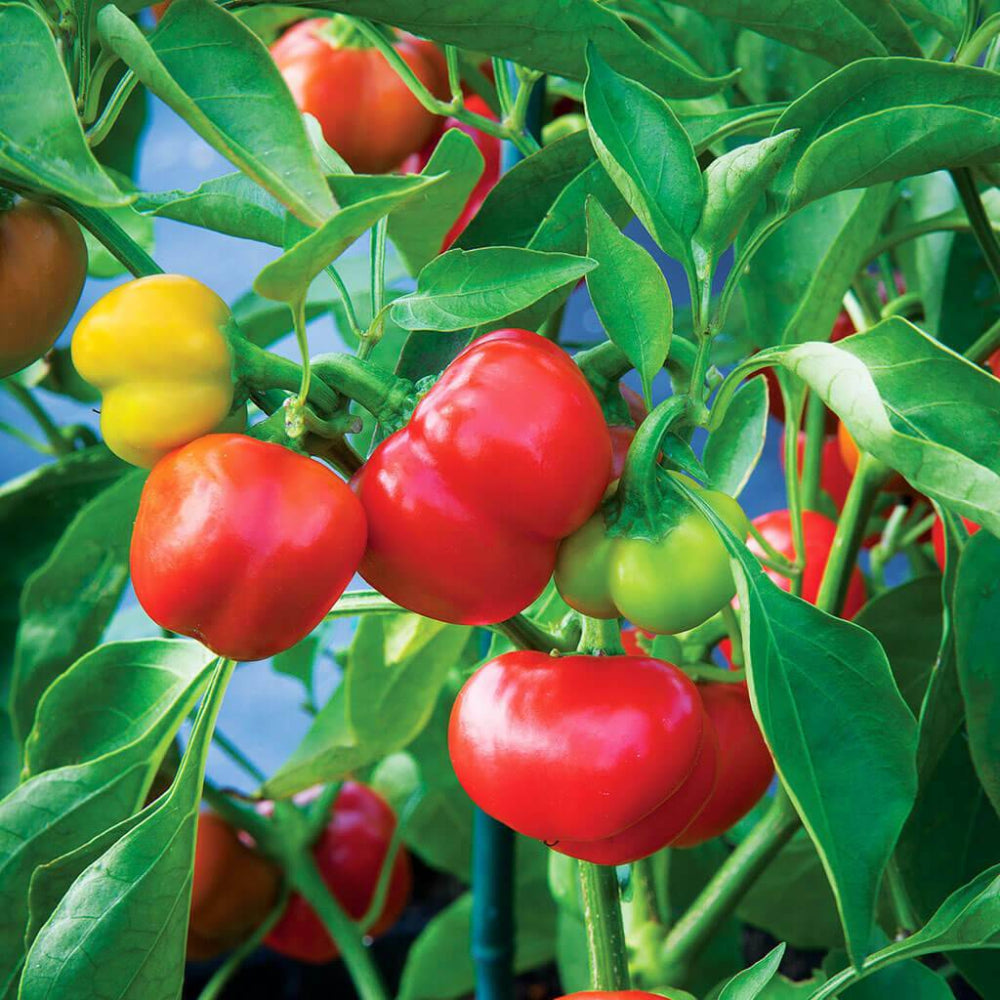 40 Pimento Sweet Mild Pepper Non-GMO Heirloom Vegetable Seeds | www.seedsplantworld.com