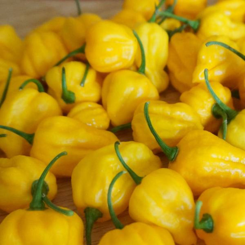 25 Hot Lemon Habanero Pepper Non-GMO Vegetable Seeds | www.seedsplantworld.com