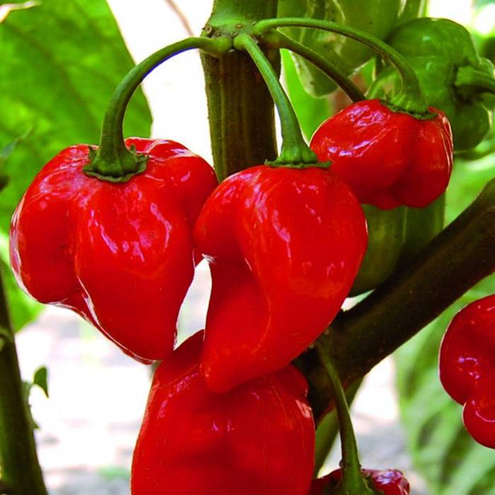 25 Hot Red Habanero Pepper Non-GMO Vegetable Seeds | www.seedsplantworld.com