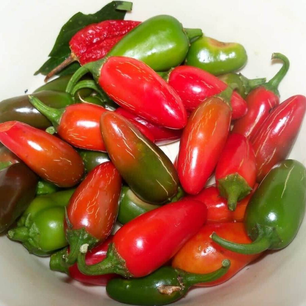 100 Early Jalapeno Pepper Non-GMO Vegetable Seeds | www.seedsplantworld.com