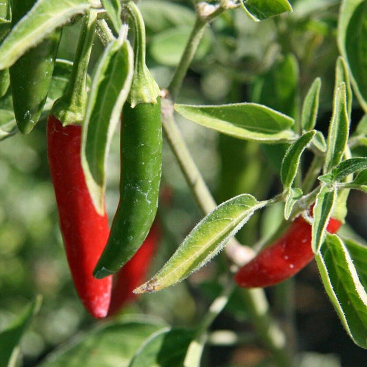 100 Serrano Pepper Non-GMO Vegetable Seeds | www.seedsplantworld.com