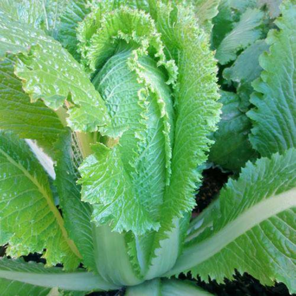 600 Napa Michilili Cabbage Vegetable Seeds | www.seedsplantworld.com