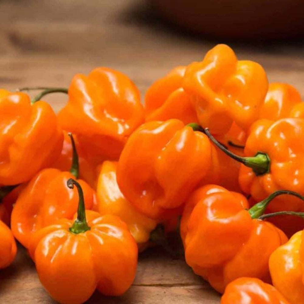 25 Orange Habanero Pepper Non-GMO Vegetable Seeds | www.seedsplantworld.com