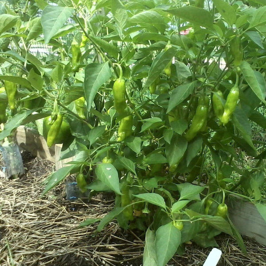 50 Italian Sweet Pepperoncini Pepper Vegetable Seeds | www.seedsplantworld.com