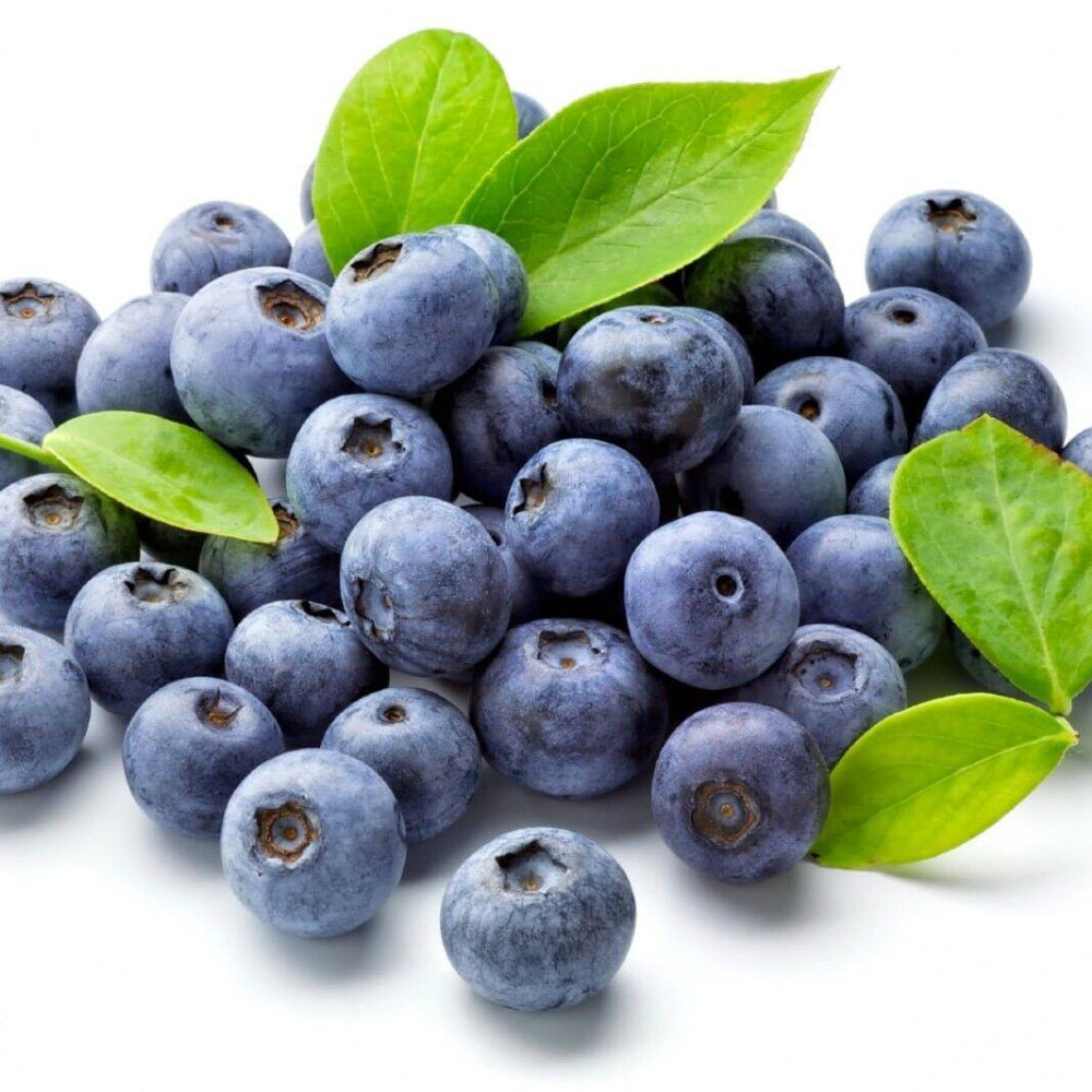 200 Northern Highbush Blueberry Fruit Seeds | www.seedsplantworld.com