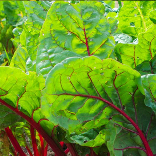 100 Red Swiss Chard Spinach Non-GMO Vegetable Seeds | www.seedsplantworld.com