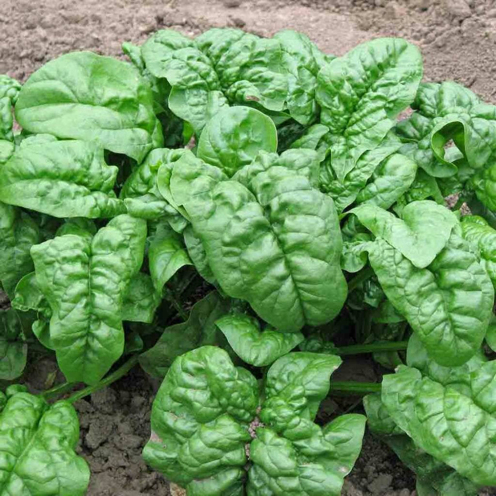 150 Giant Noble Spinach Non-GMO Heirloom Vegetable Seeds | www.seedsplantworld.com